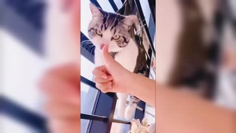 Funny Cat's Video 😻😺