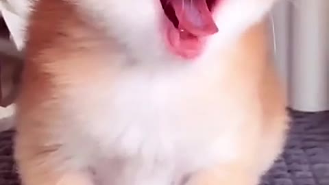 Do you look like you just woke up #pet #smallAnimal #Cute #cat #sleep