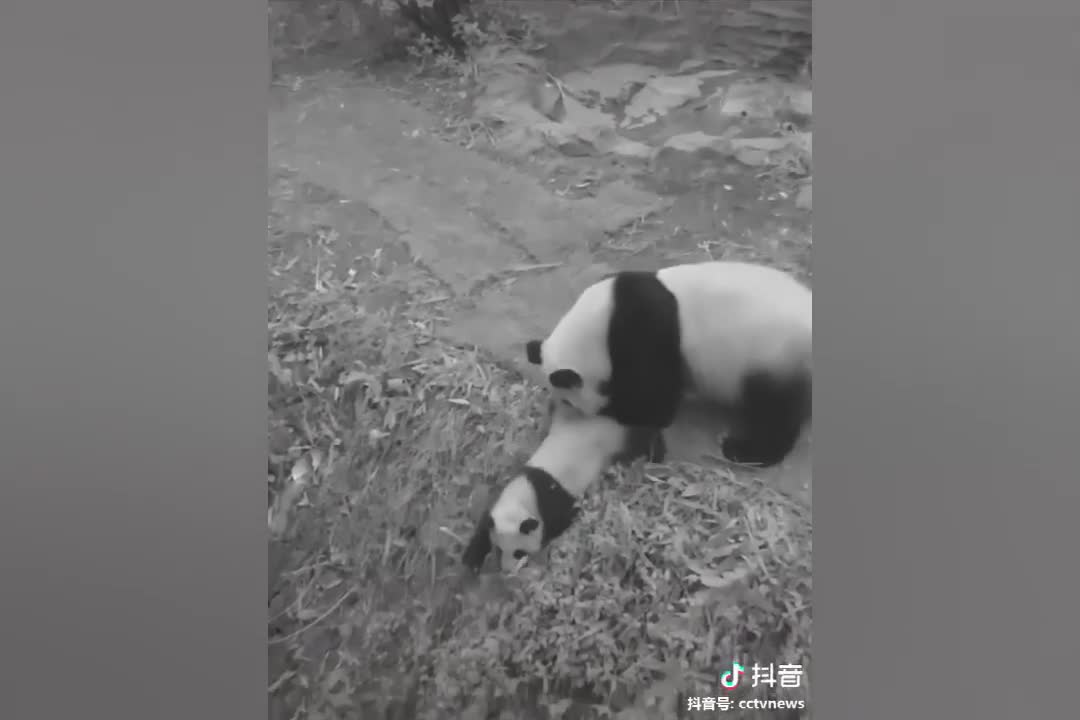 Funny Panda Videos - Funny Panda Compilation