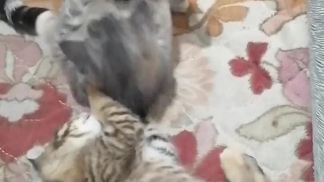 mother cat bullying her baby