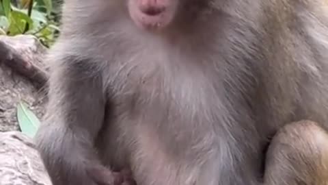 The monkey eats onion
