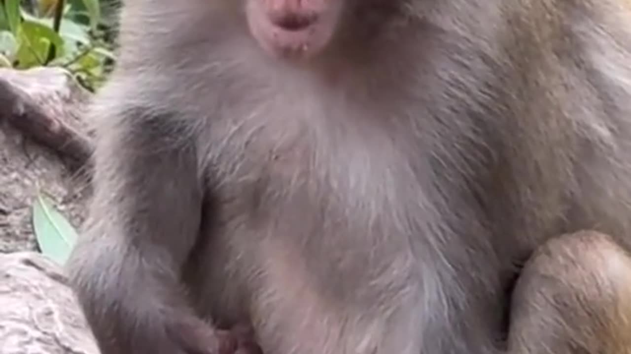 The monkey eats onion
