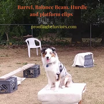 Circuit Training and Practice shorts 1