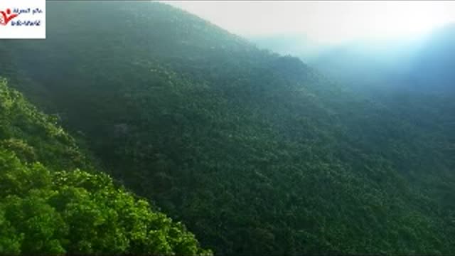 the green forest by drone