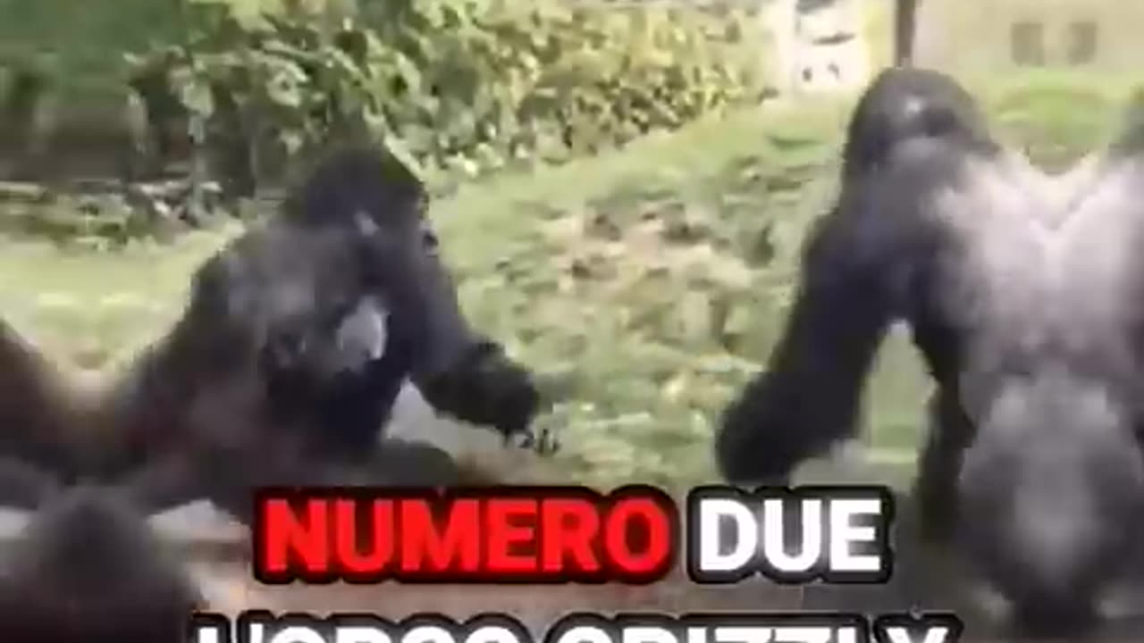 I 3 ANIMALI CON IL MORSO PIÙ POTENTE DEL PIANETA