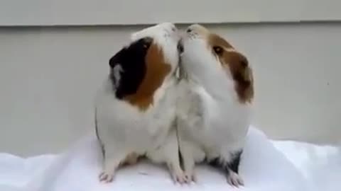 Funny -Rabbit