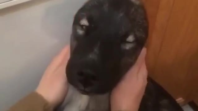 The puppy enjoys the owner's stroking, the strange thing is where are the dog's ears?
