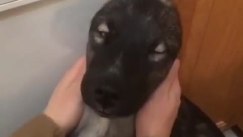 The puppy enjoys the owner's stroking, the strange thing is where are the dog's ears?