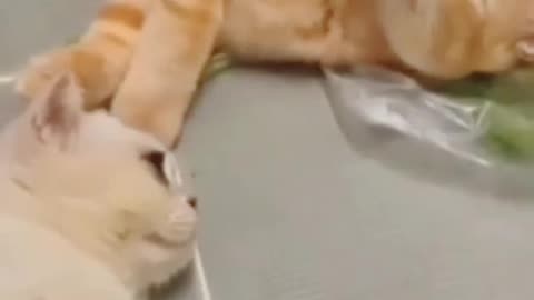Cats video and fish 🐟 video