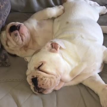 Just two bulldog puppies sleeping