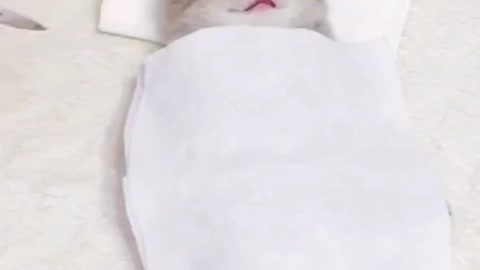 The Most Adorable Kitten Having A Spa Treatment