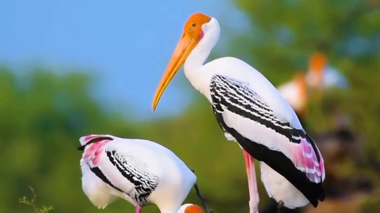 Rarely seen Birds