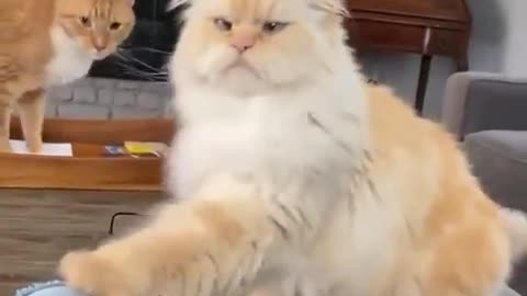 Bây giờ, hãy cho tôi một người đãi ngộ 🤓