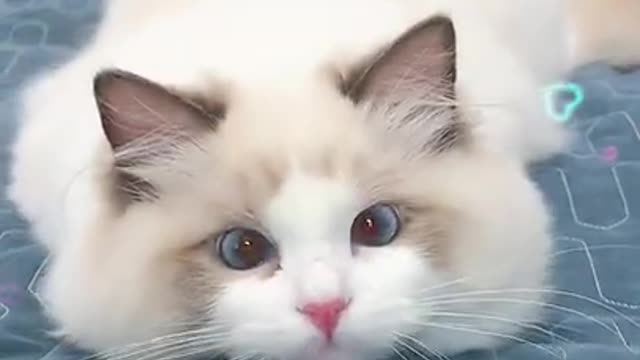 super lazy cat | cute cats funny | cutest cat compilation