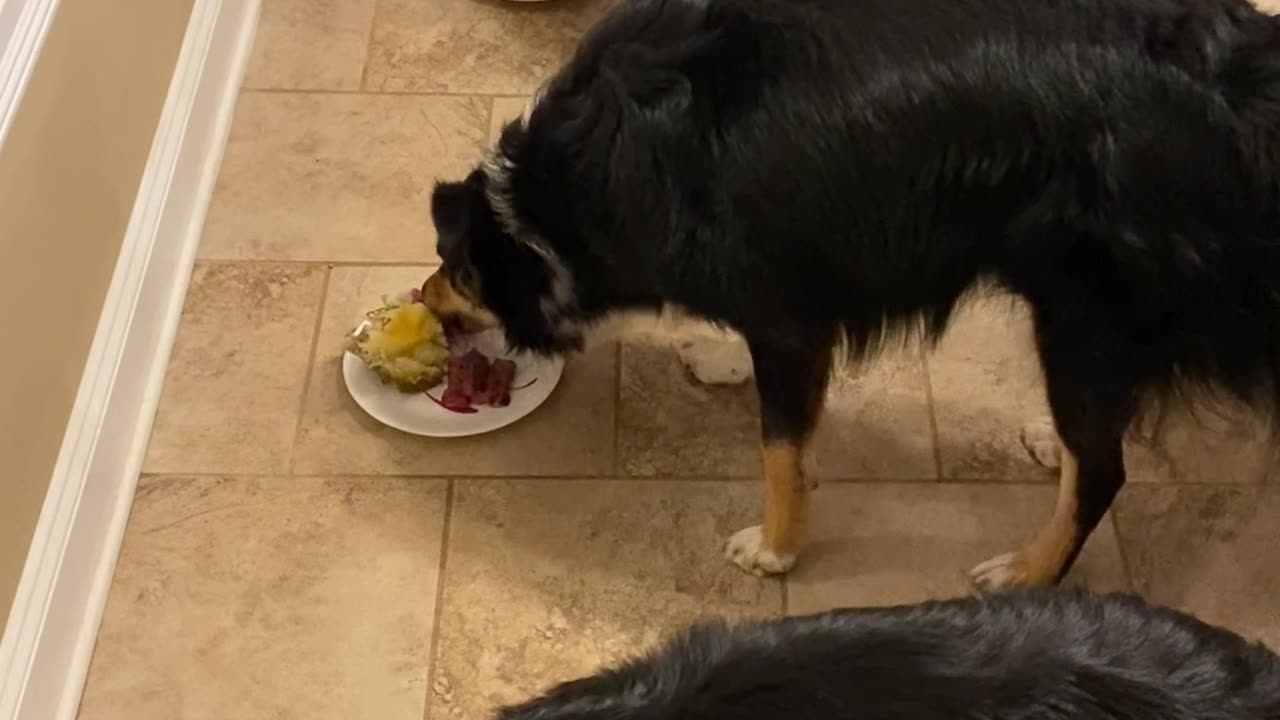 Raptor food