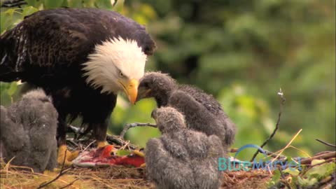 Bald Eagles Three New Chicks