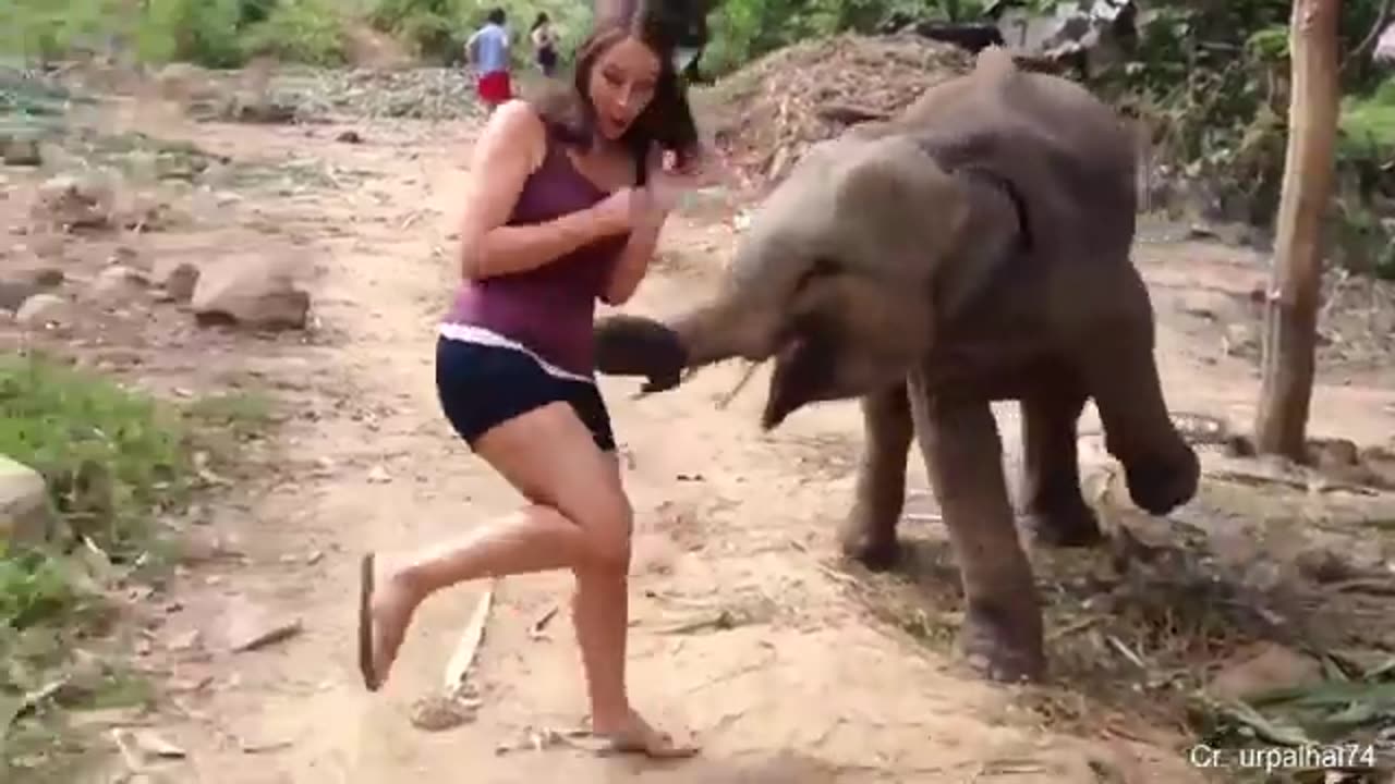 Funny different animals chasing and scaring