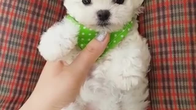 Lovely puppy video !!!