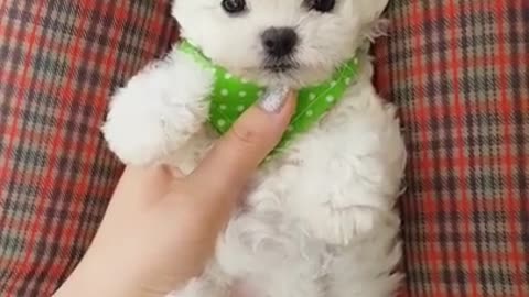 Lovely puppy video !!!