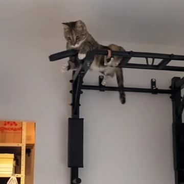 Beautiful dramatic silly cat