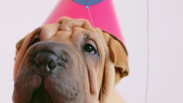 DOG CONGRATULATION SHAPPY BIRTHDAY