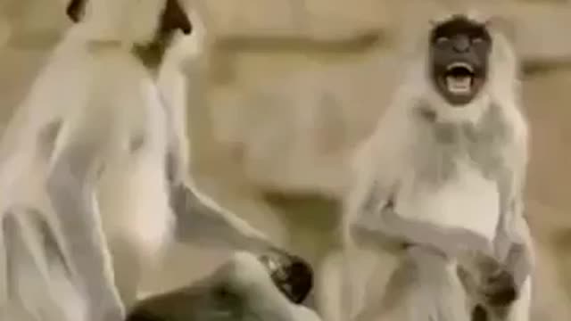 Funny laughing monkeys