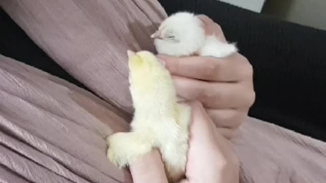 Baby chicks 2