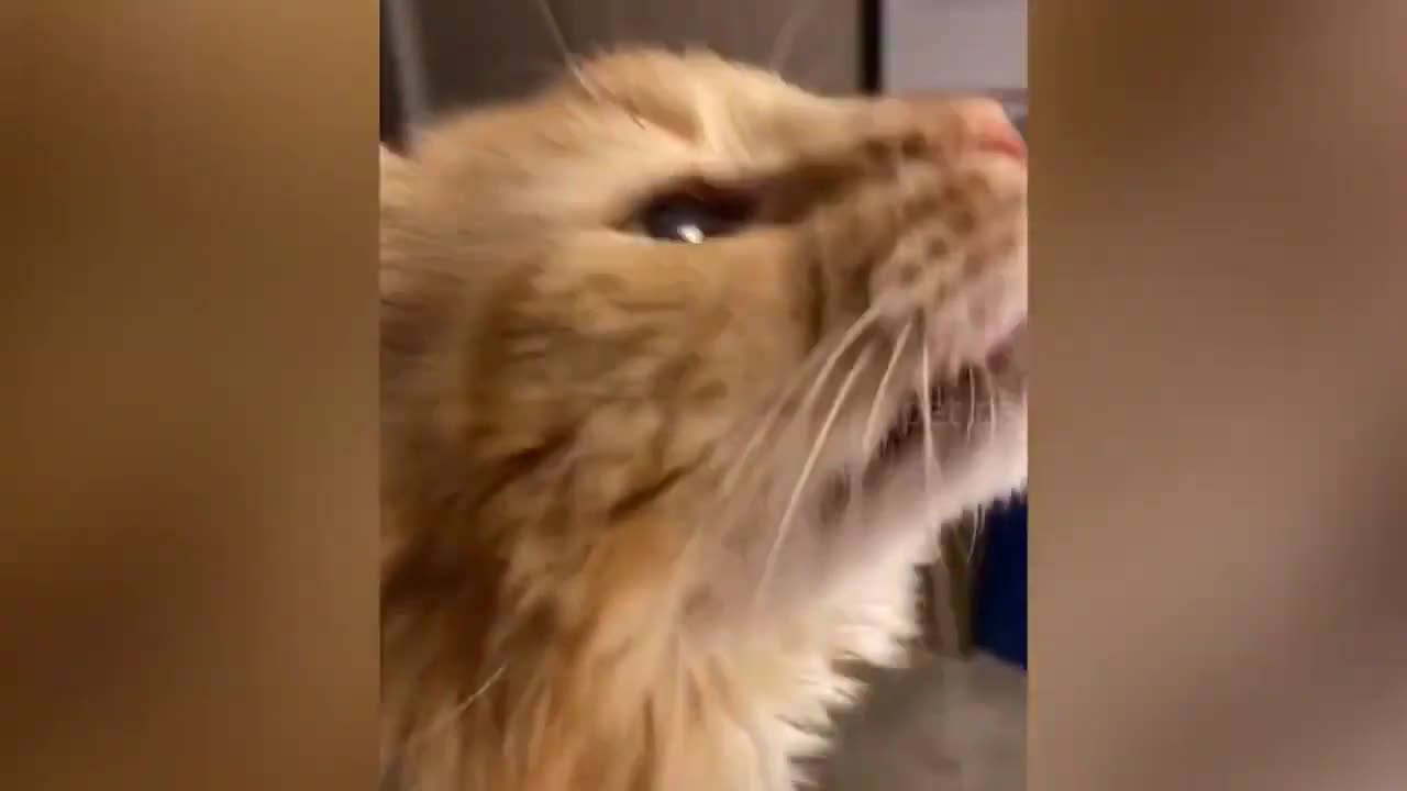 funny animals