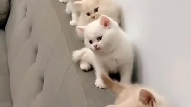 Beautiful cat playing video