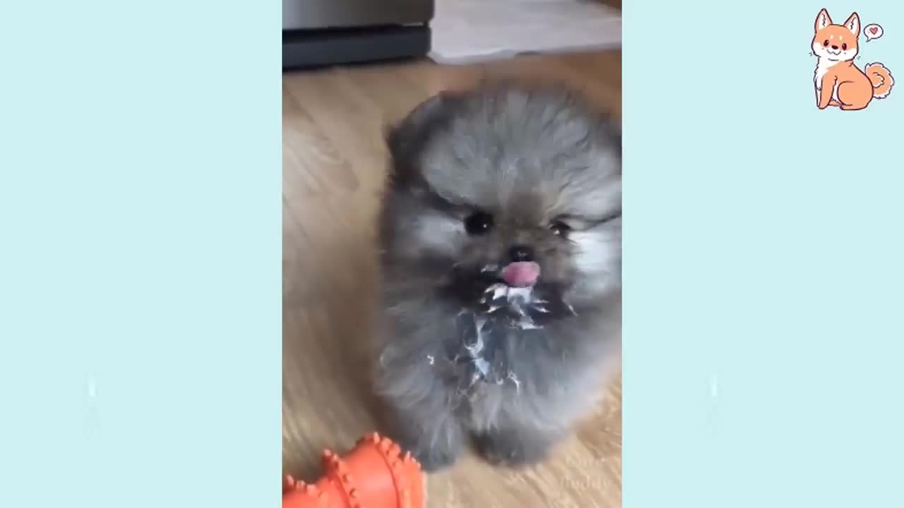 Cute Puppies Funny and Smart Dogs Compilations