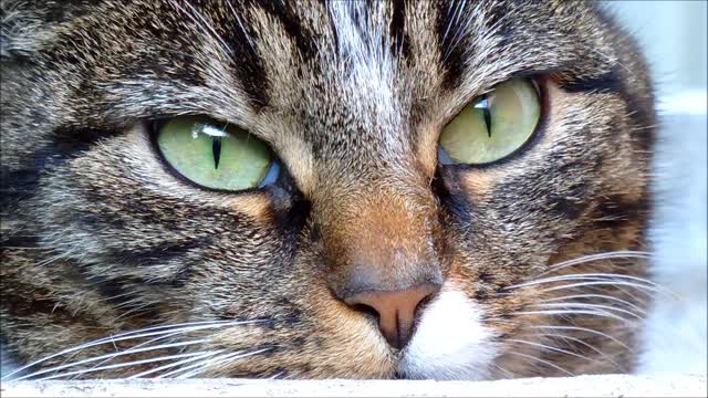 strange Cat Face Close-Up