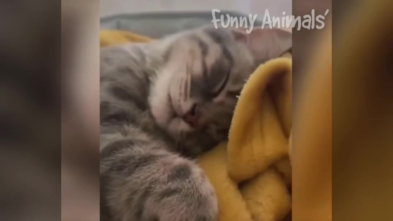 Dogs And Cats Funniest Videos 🐧 - Best Funny Animals Videos Of The 2024