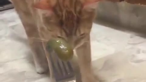 Cats and pickles is a long story