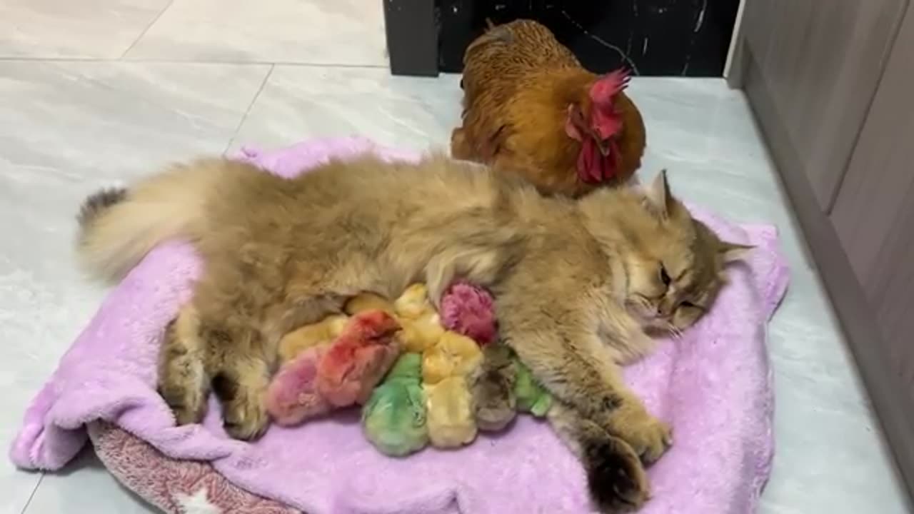 "Pecking Order Reversed: Chicks Defend the Cat!"