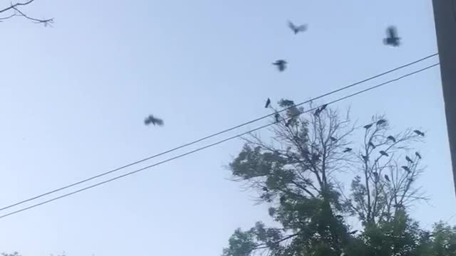 Crows going crazy