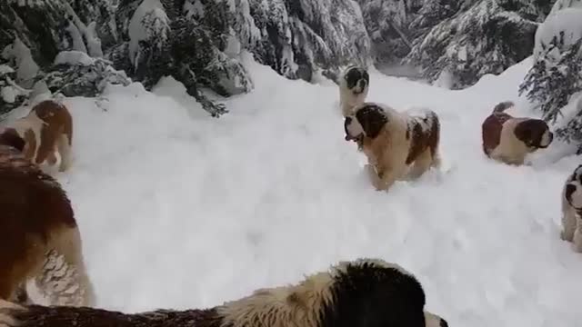 Adorable Dogs in the Snow