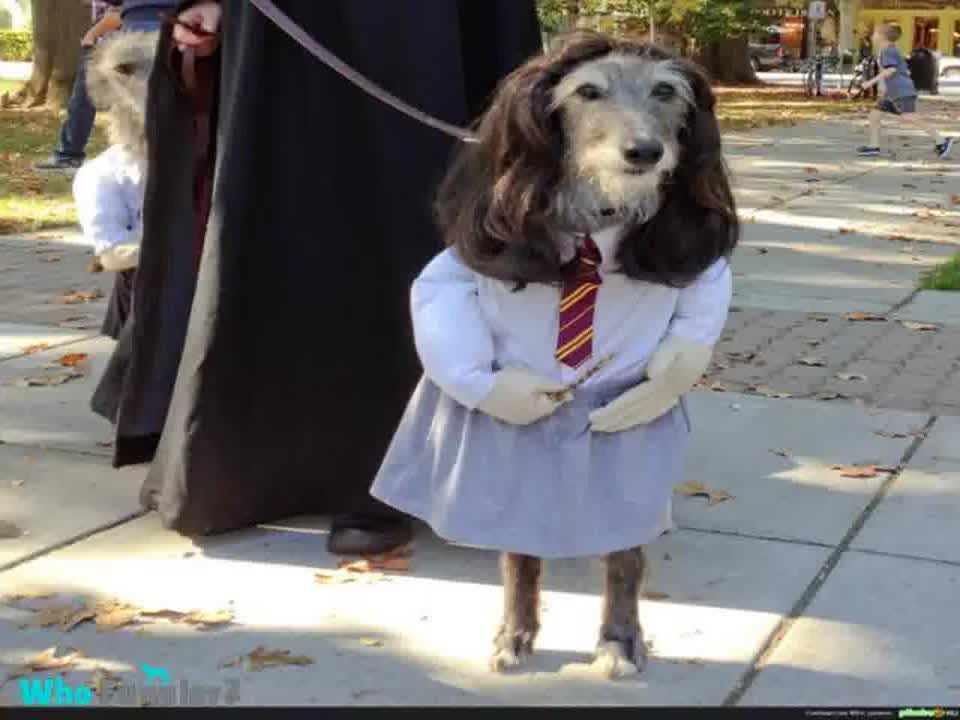Animal cure and humorous