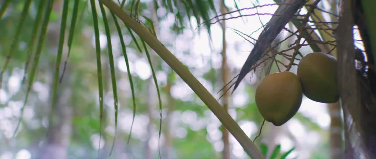 (INDIA) Kerala - The Real Beauty of Nature 4K!