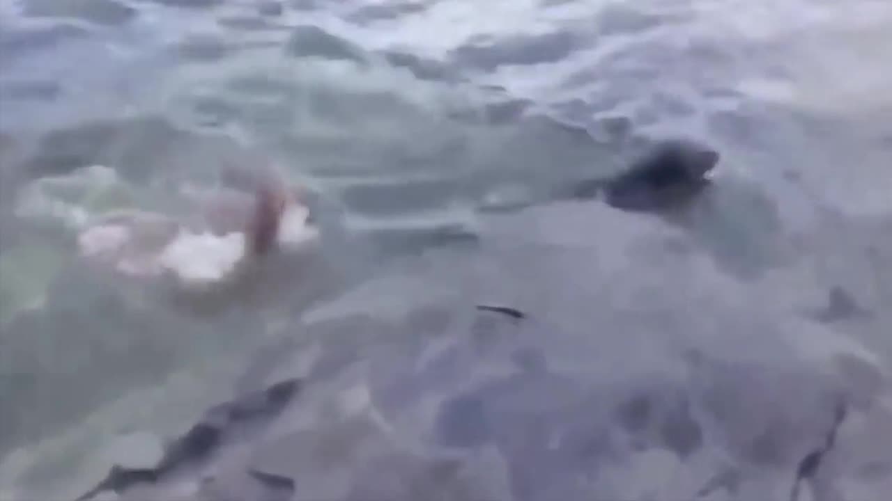 The dog is the best friend.