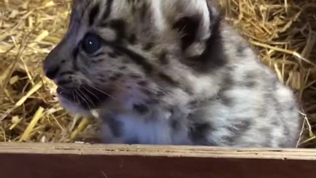 Snow leopard cub finds his voice 😍🔉