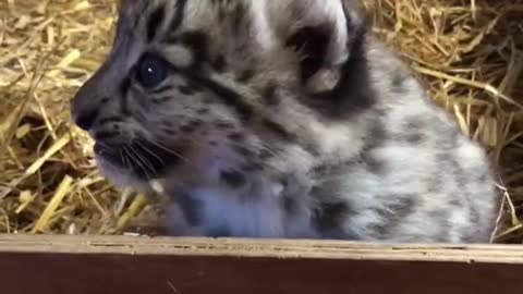 Snow leopard cub finds his voice 😍🔉