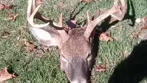 My second Buck