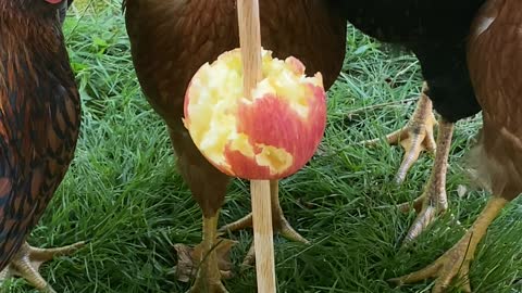 Apple on a Stick for Some Hungry Chicks