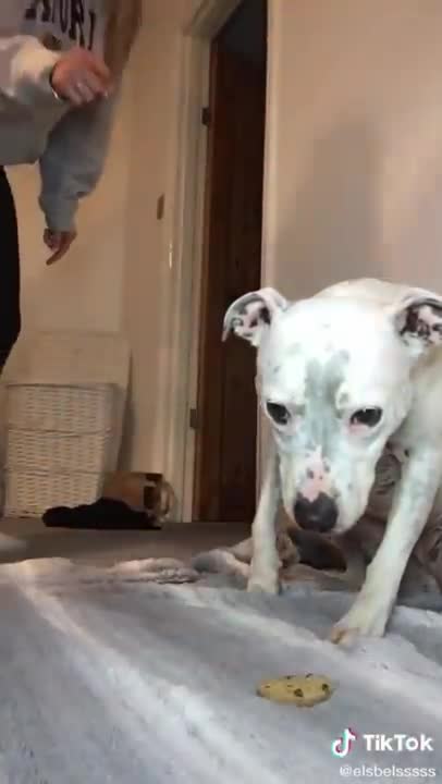 Super FUNNY DOG Videos from TikTok! #8 🐶 | Dog Lovers | SHORT & FUNNY Videos 🤣 #Shorts