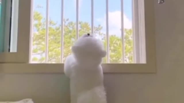 You are not a chicken!