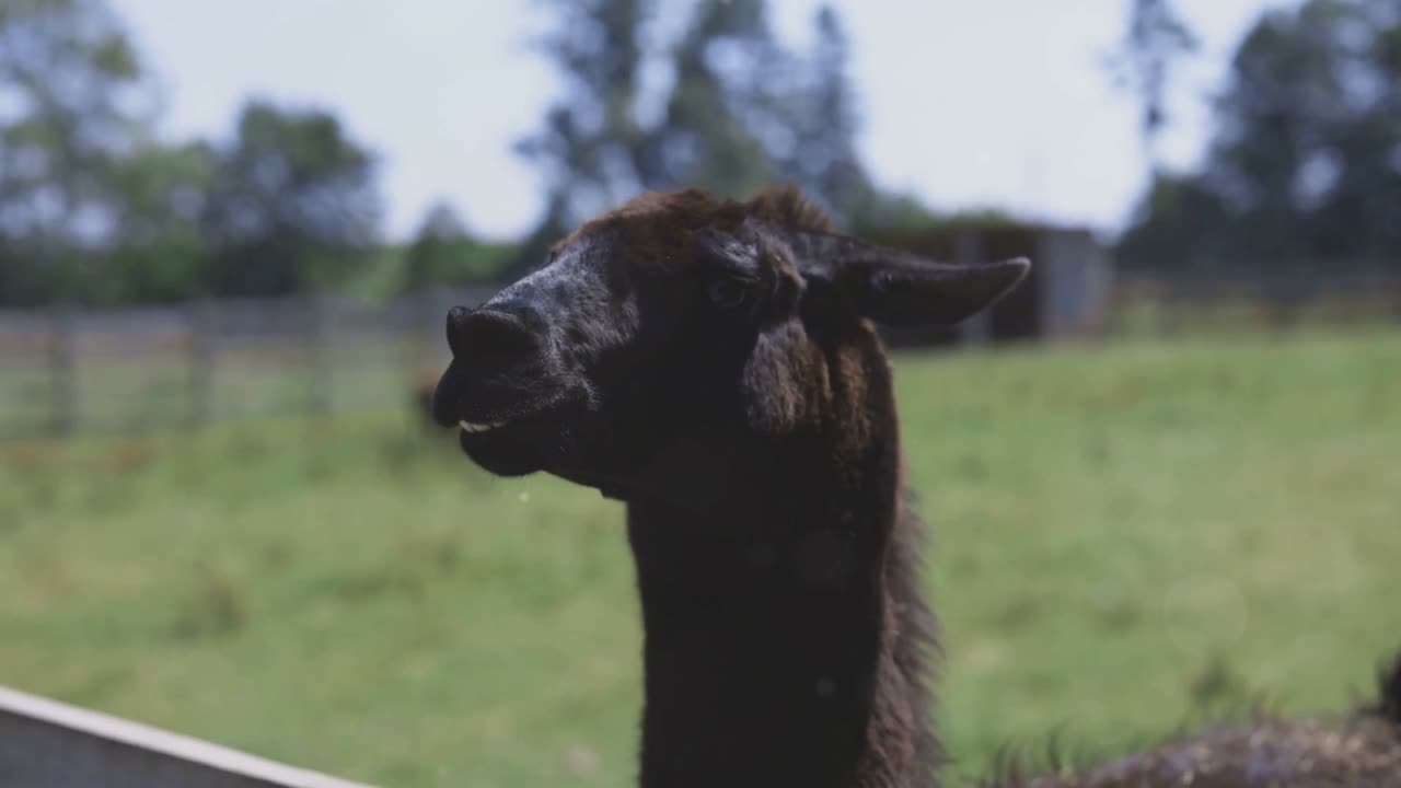 Llama Drama: Fun Facts for Kids!