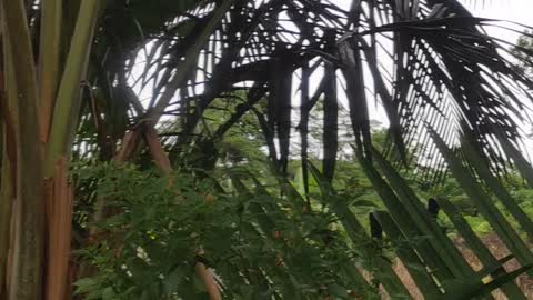 planting falcata tree