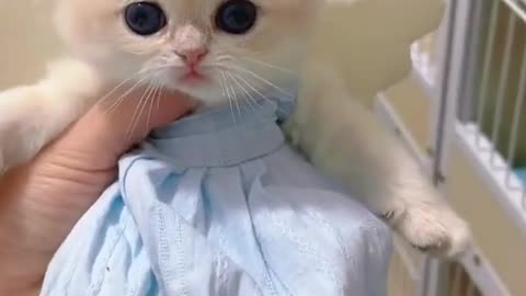 This kitten is so cute