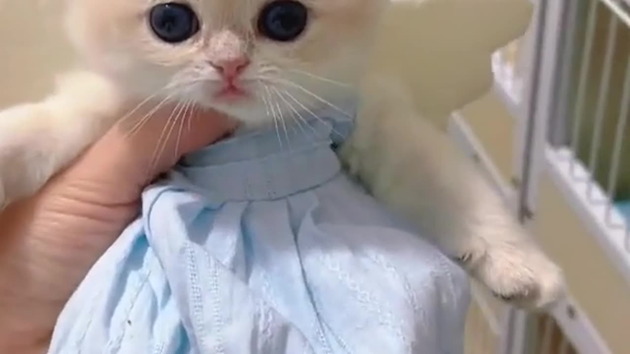 This kitten is so cute