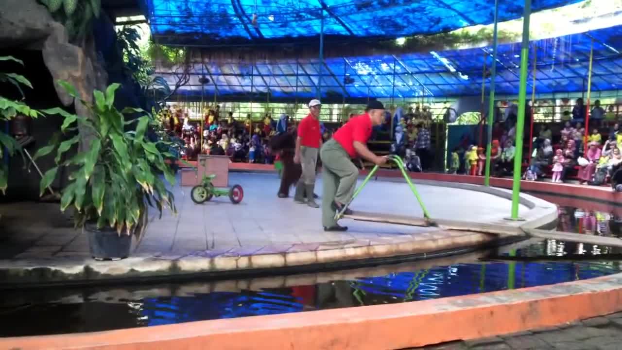 Cute orangutan ride on a bicycle at the Zoo